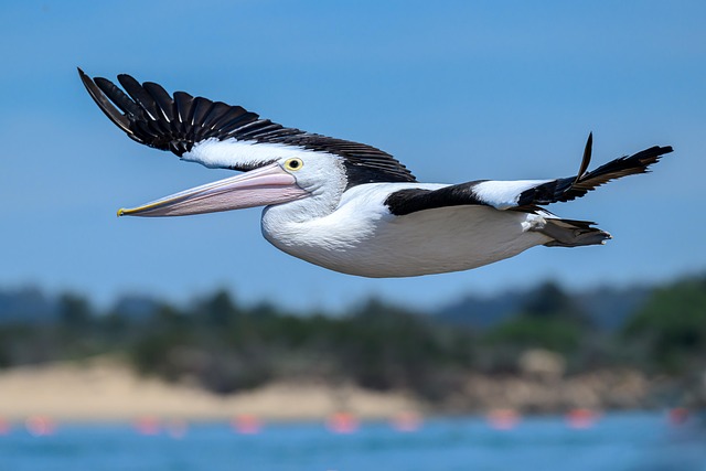 Master Business Telecom Bill Negotiation with Scarborough’s Service