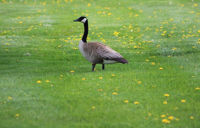 Cost Reduction Consulting Canada