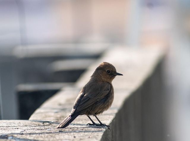 Mastering Bill Negotiation: Find Top Vaughan Small Business Service