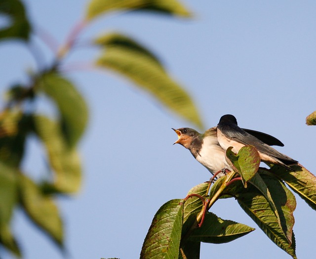 Small Business Bill Negotiation Service Vaughan