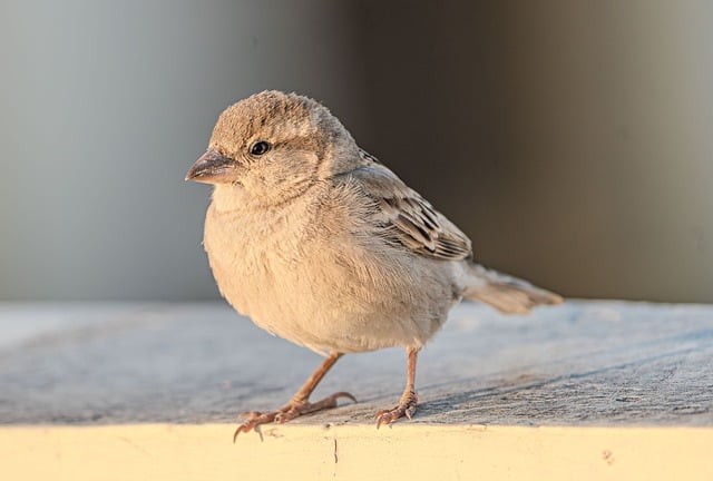 Small Business Bill Negotiation Service Markham