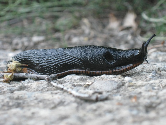 Service to Negotiate Small Business Bills Without a Lawyer