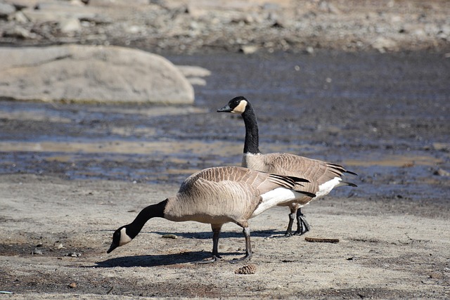 Optimizing Marketing Spend: Cost Reduction Consulting Canada’s Guide