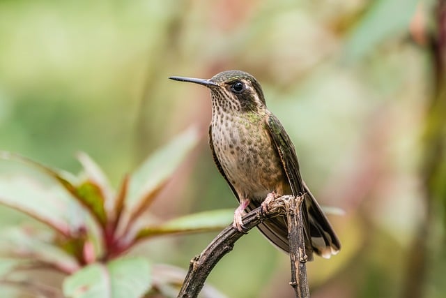 Small Business Bill Negotiation Service Collingwood