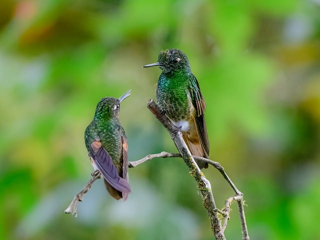 Small Business Bill Negotiation Service Newmarket